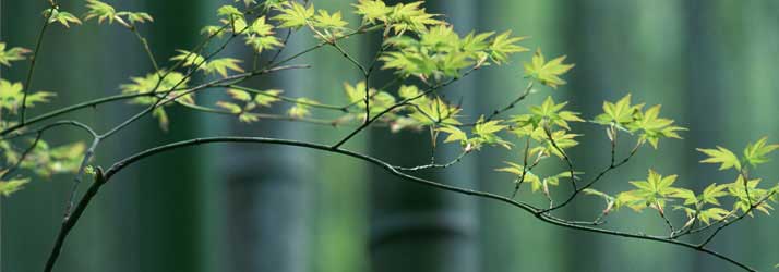 Chiropractic Galloway NJ Wellness Tree Leaves